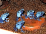 Dendrobates azureus