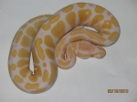 albino