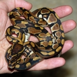 Python regius