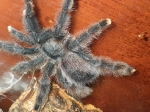 Птицеед авикулярия металлика (Avicularia metallica)