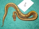 pinstripe het ghost