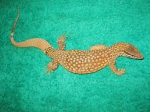 varanus acanturus