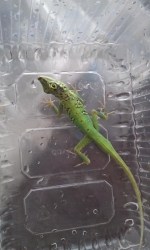 Anolis roquet summus