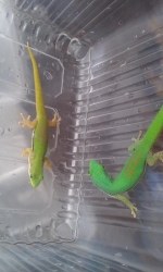 Phelsuma lineata