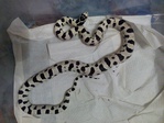 Lampropeltis getulus californiae