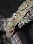 Uroplatus sameiti