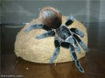 Brachypelma vagans