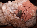 Damon variegatus