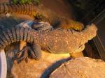 Uromastyx ocellatus