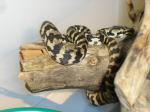 Morelia spilota cheynei