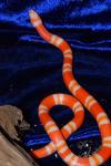 Гондурасская королевская змея альбинос Lampropeltis triangulum hondurensis albino