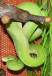 Зеленый питон Chondropython (Morelia) viridis2