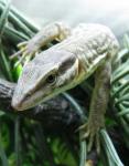 Варан кольцехвостый Varanus acanthurus