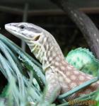 Варан кольцехвостый Varanus acanthurus2