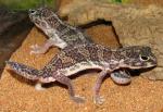 Holodactylus africanus