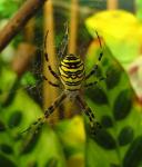 Argiope bruennichi