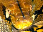 reticulatus