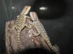 Pogona vitticeps