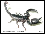 Heterometrus petersi