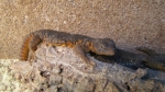 Uromastyx geyri