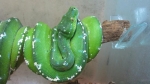 Morelia viridis Aru