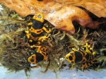 Dendrobates leucomelas