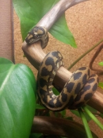 Morelia spilota variegata