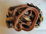 Boiga nigriceps