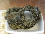 Python reticulatus