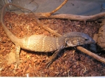 Varanus dumerilii