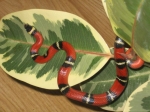 Lampropeltis triangulum sinaloe