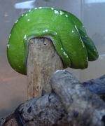 Morelia viridis Aru