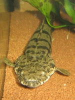 Polypterus endlicheri