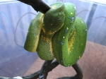 Morelia viridis Jayapura