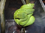 Morelia (Chondropython) viridis Numfor