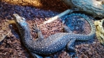 Varanus doreanus