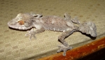 Uroplatus fimbriatus