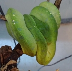 Morelia viridis