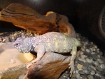 Uromastyx ornatus