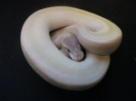 Ball Python