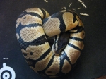 Ball Python