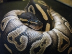 Ball Python