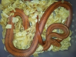 Pantherophis obsoletus rossalleni