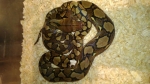 Python reticulatus