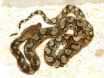 Python reticulatus