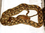 Python reticulatus