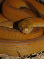 Purple Golden Child Reticulated Python