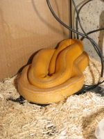 Purple Golden Child Reticulated Python