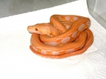 Lavender Albino Tiger Reticulated Python