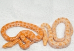 orange albino 100% labirint и albino